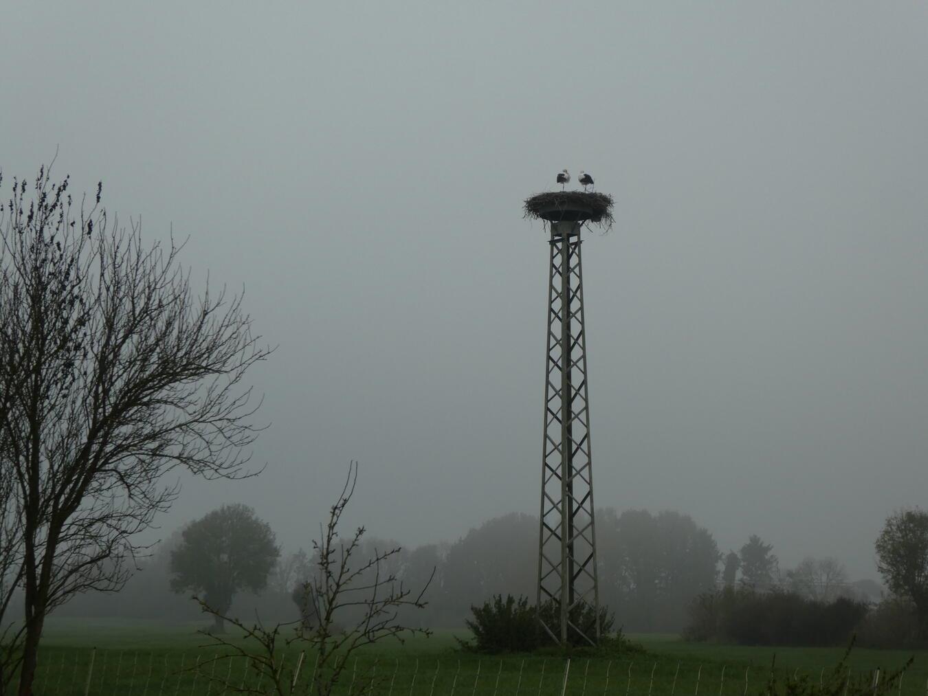 Storchen-Winterlager in Till-Moyland? 