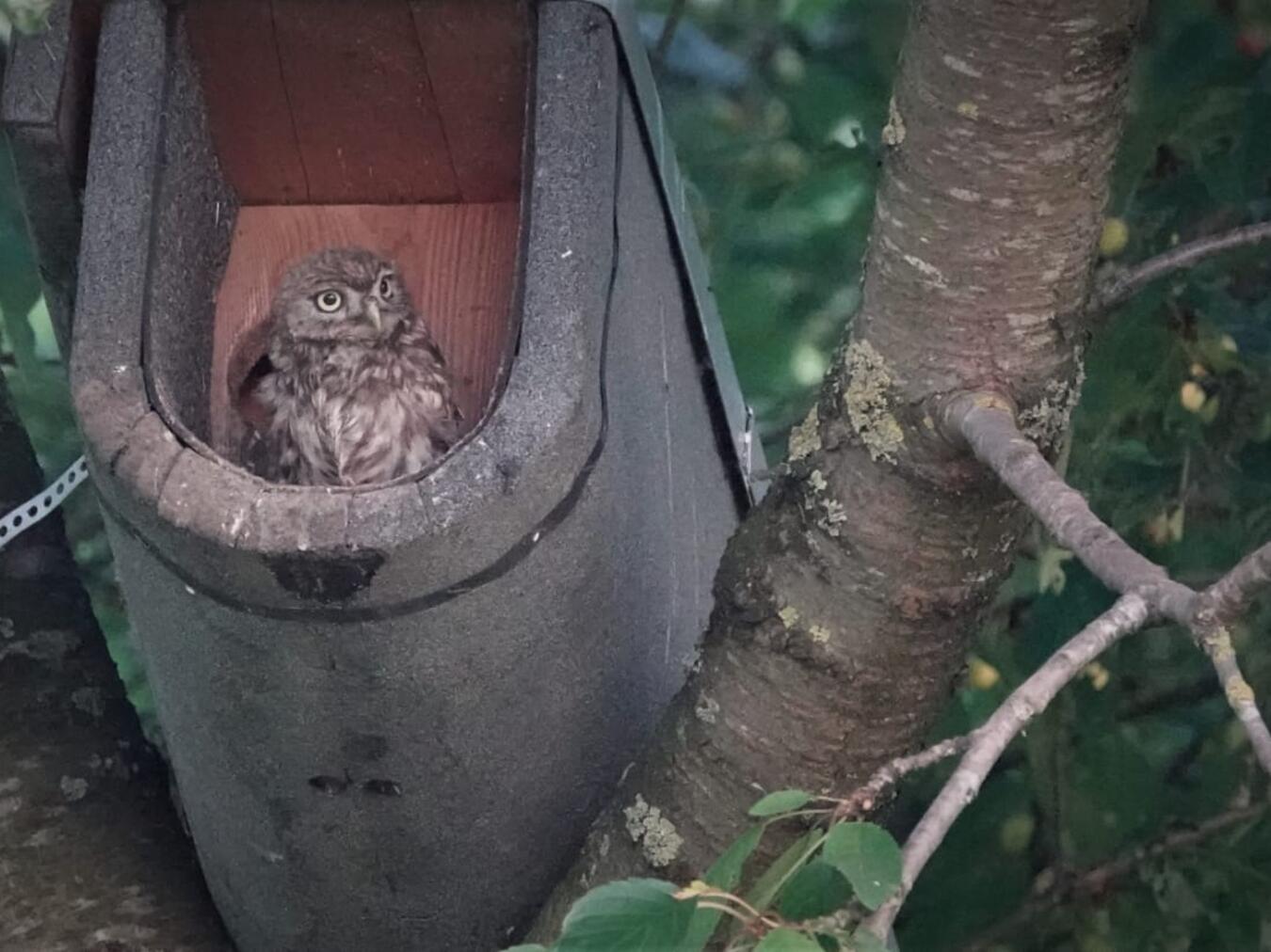 Steinkauz-Spaziergang in Straelen 