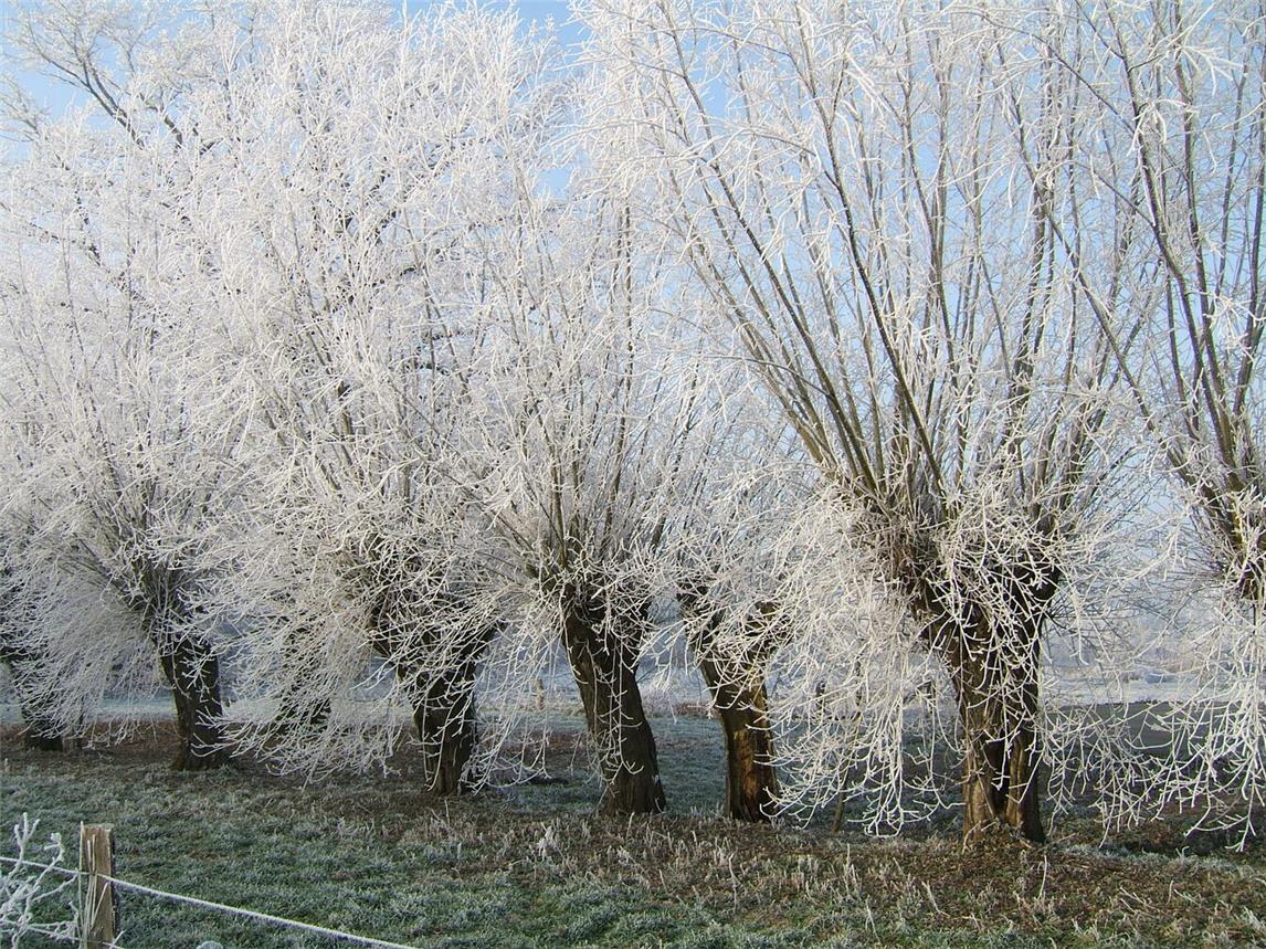 Kopfweiden mit dem Nabu bearbeiten