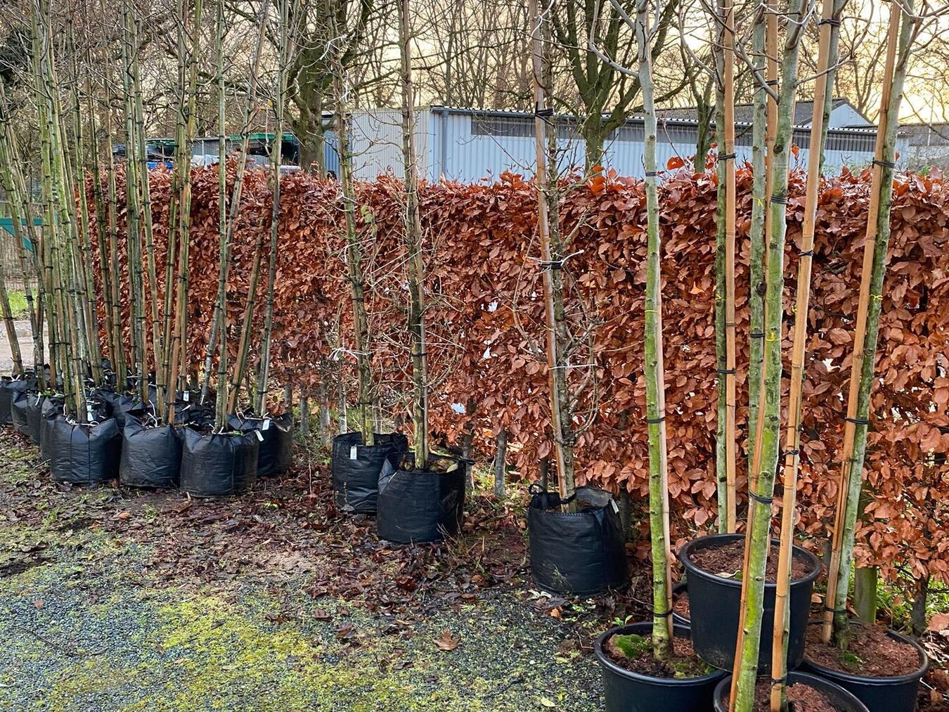 Keine kostenlosen Bäume in 2025 