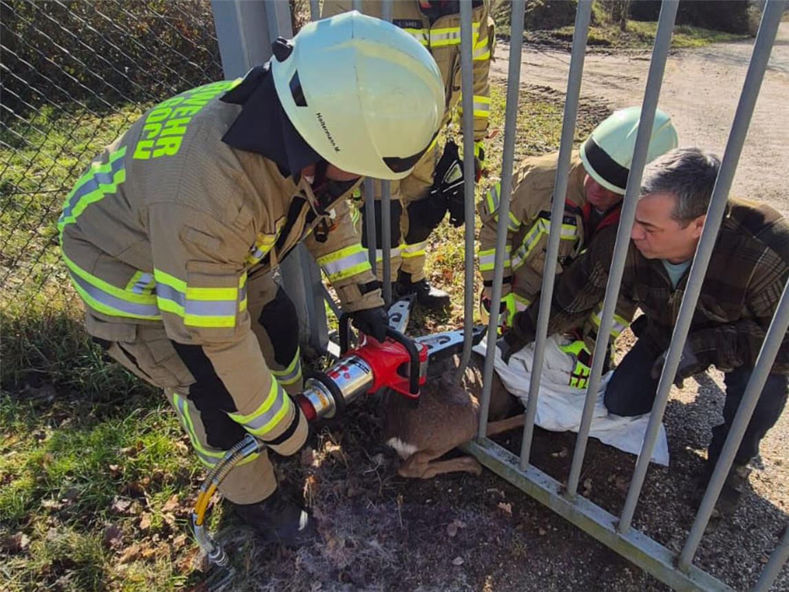 Feuerwehr rettet Reh aus misslicher Lage