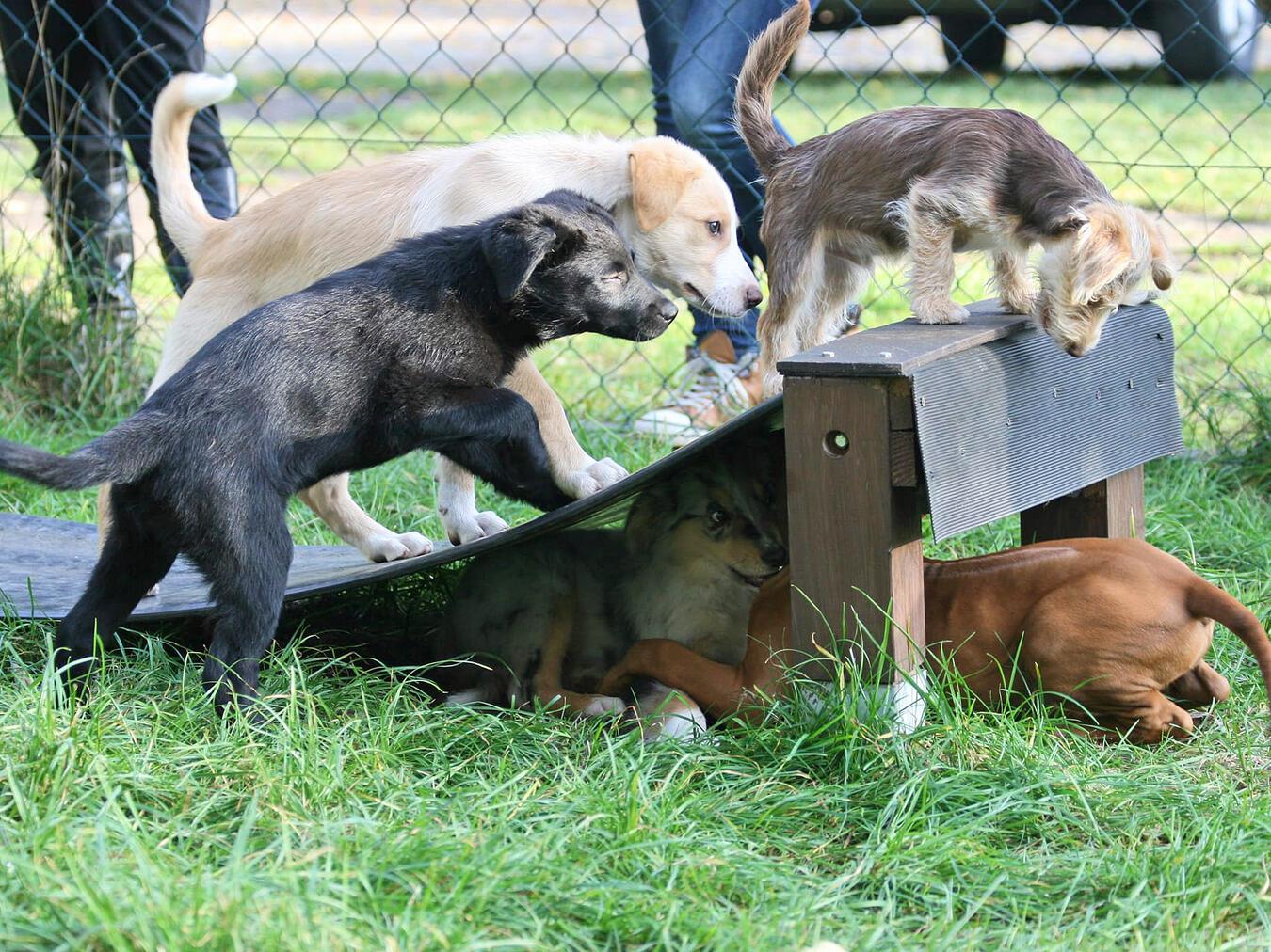 Stadt Kalkar führt Hundebestandsaufnahme durch 