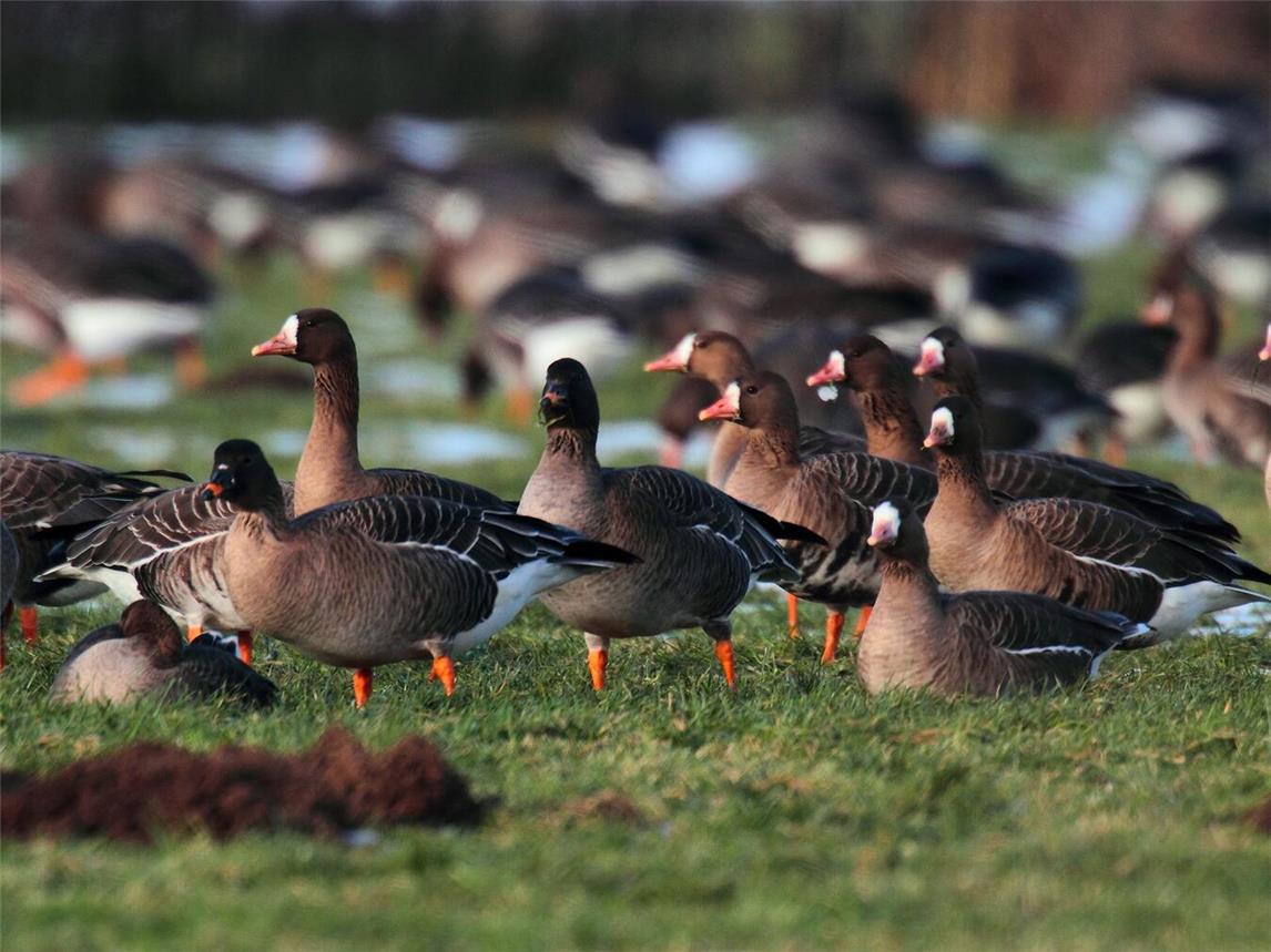 Bläss- und Saatgänse können auf den Exkursionen wieder beobachtet werden.Foto: Nabu/Uli Frömming
