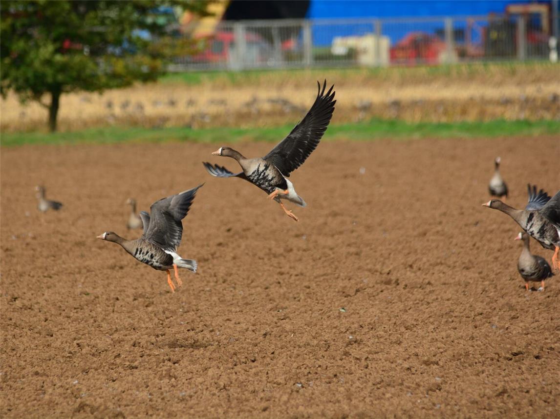Blässgänse sind leicht an der weißen Blässe am Schnabel und am schwarz-gestreiften Brustgefieder zu erkennen. Foto: NZ Kleve