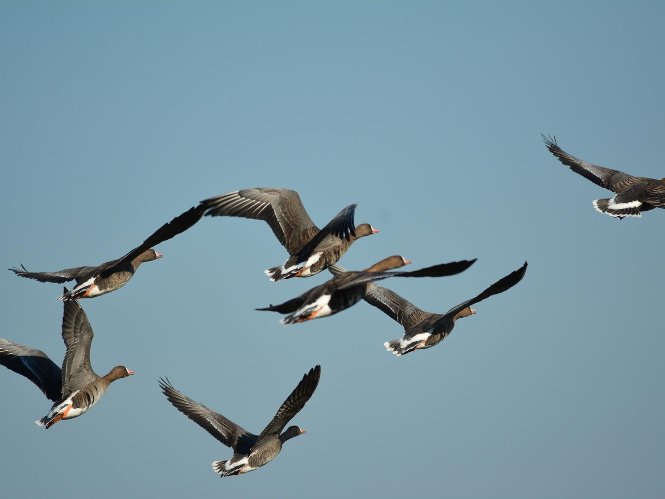 Blassgänse sind wieder im Anflug auf den Niederrhein. Foto: Naturschutzzentrum im Kreis Kleve