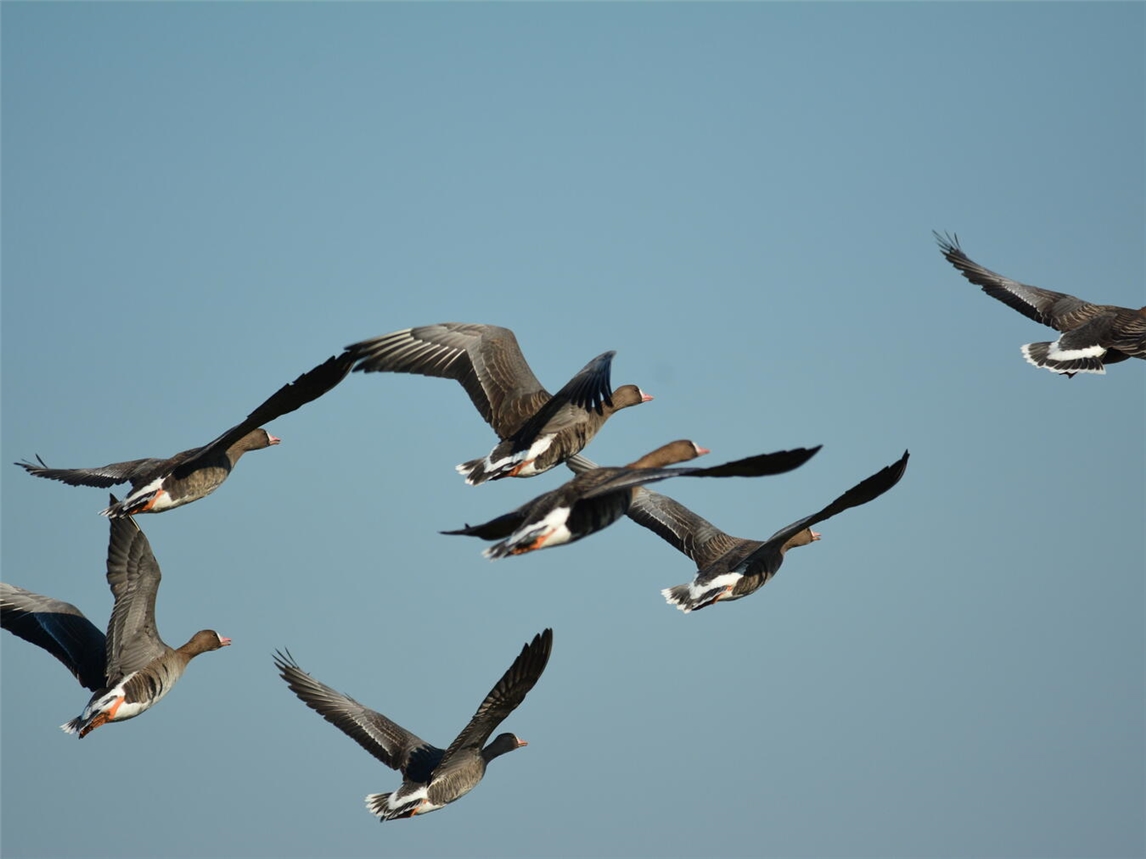 Blassgänse sind wieder im Anflug auf den Niederrhein. Foto: Naturschutzzentrum im Kreis Kleve