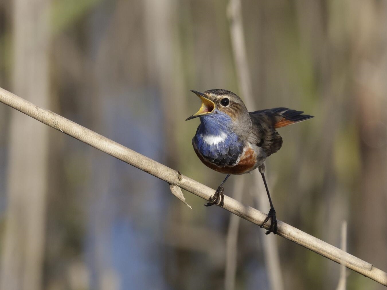 "Blaukehlchen im Röhricht-Lebensraum, Foto von B. Giessing"