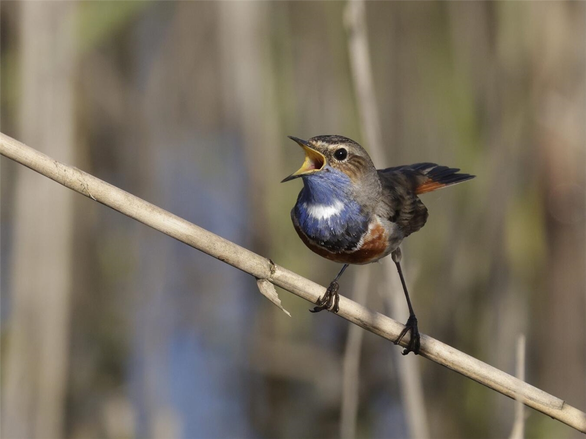 "Blaukehlchen im Röhricht-Lebensraum, Foto von B. Giessing"