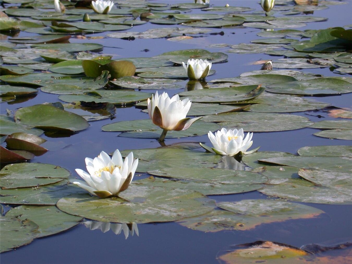 Blühende Seerosen auf einem Teich, Nahaufnahme. Foto: M. Brühne