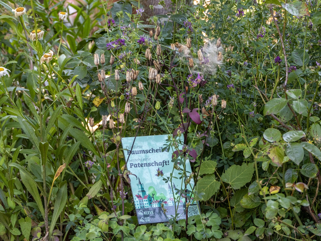 Blühendes Beispiel: Eine Baumscheibe in Kleve, die im Rahmen einer Patenschaft gepflegt wird. Foto: Stadt Kleve