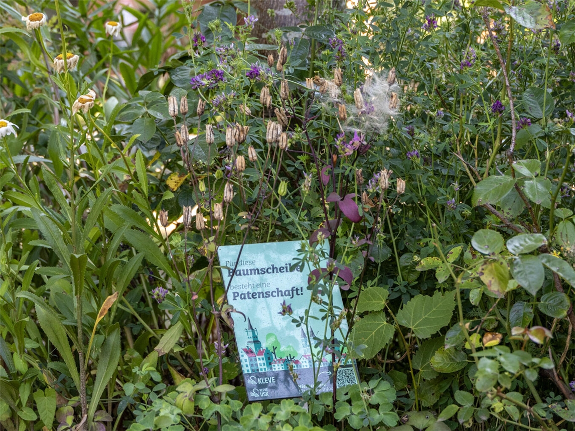 Blühendes Beispiel: Eine Baumscheibe in Kleve, die im Rahmen einer Patenschaft gepflegt wird. Foto: Stadt Kleve