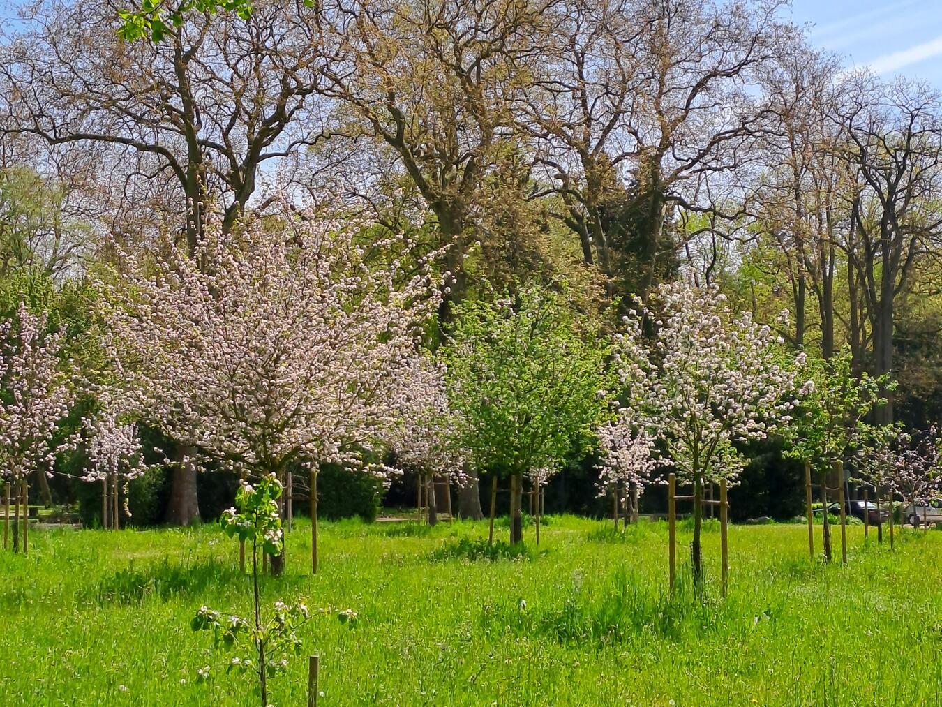 Blüte im Obstbaumarboretum. Foto: Hans Heinz Hübers