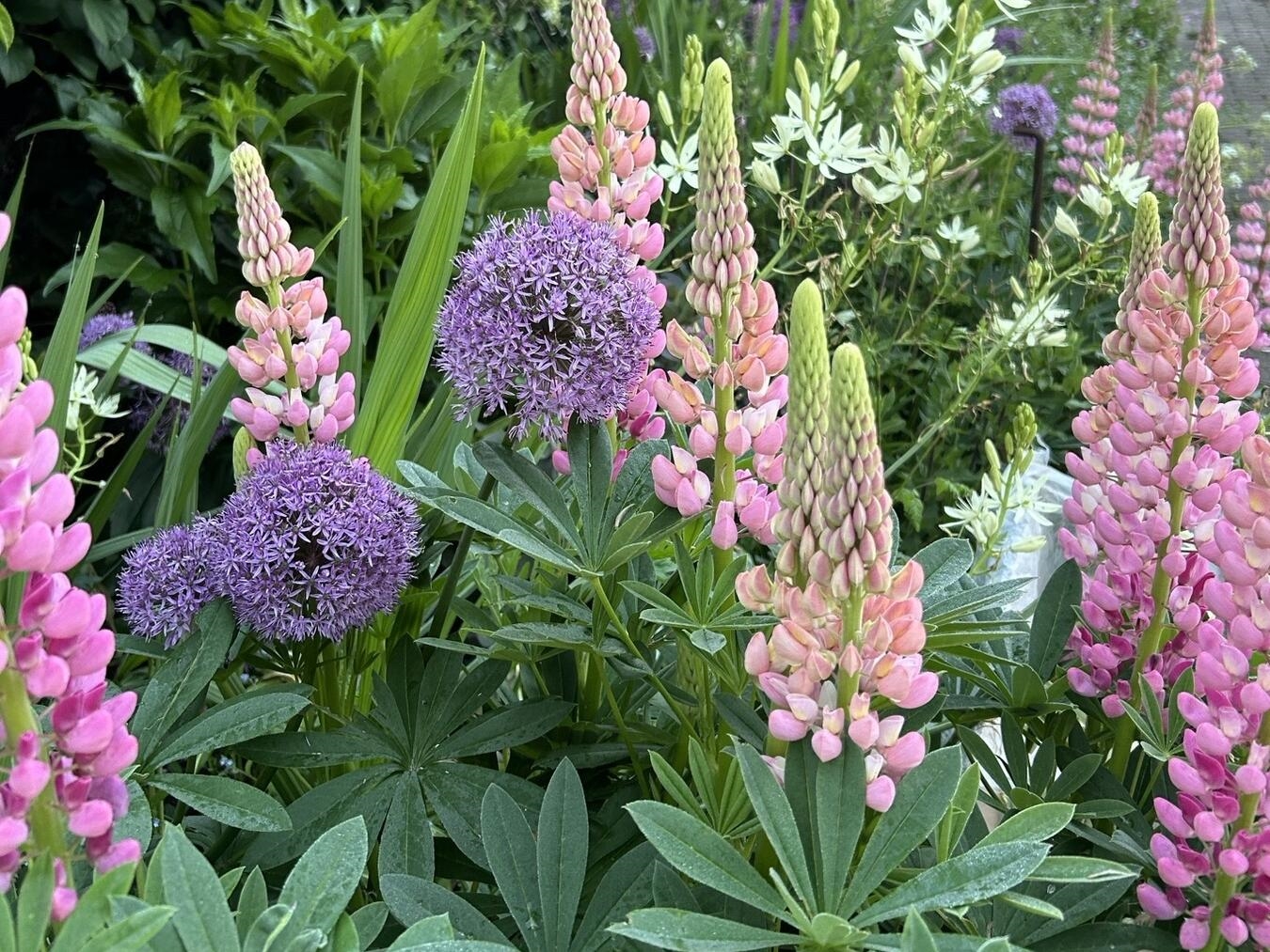 Blütenpracht im Garten von Haus Eyl, fotografiert von Tina Abbing, mit bunten Blumen und grünem Laub.