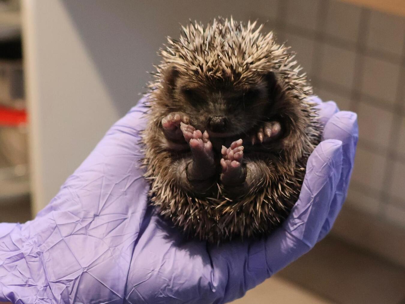 Bürger erfahren am Dienstag alles über das Wildtier Igel. Foto: Igelfreunde Alpen