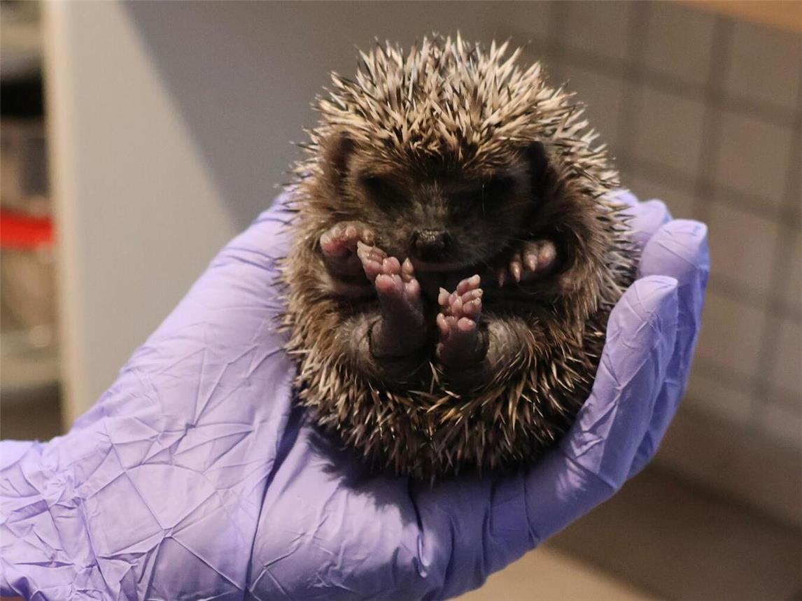 Bürger erfahren am Dienstag alles über das Wildtier Igel. Foto: Igelfreunde Alpen