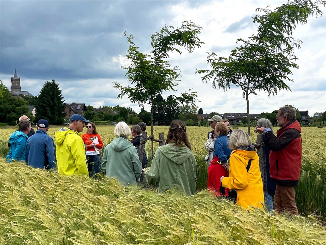 "Agroforst Reallabor am Niederrhein, Teil des Transformationsprojekts TransRegINT, Nachhaltigkeit in der Landwirtschaft"