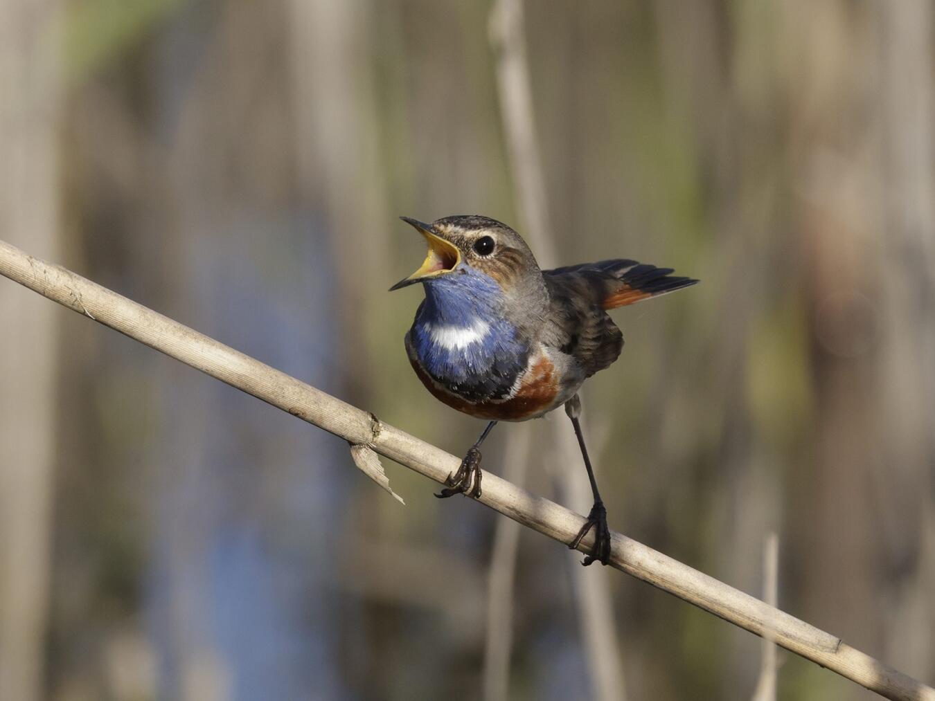 Das Blaukehlchen ist am Bienener Altrhein anzutreffen. Foto: B. Giessing