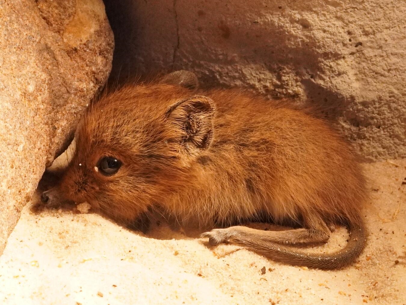 Das erste Jungtier des Jahres 2026 im Klever Tiergarten ist ein Kurzohrrüsselspringer. Foto: Tiergarten Kleve