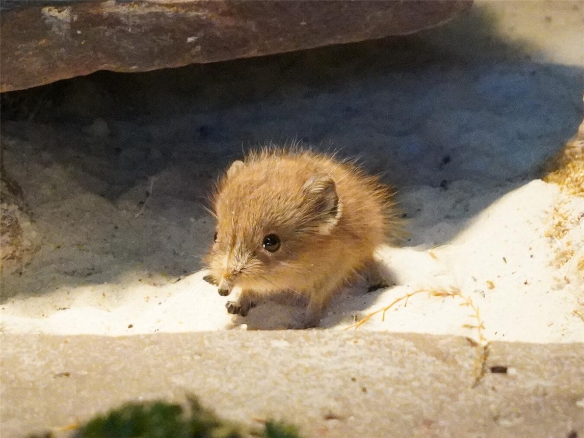 Jungtier beim Sonnenbaden mit Spaltenschildkröten im Afrikaterrarium, Tiergarten Kleve.