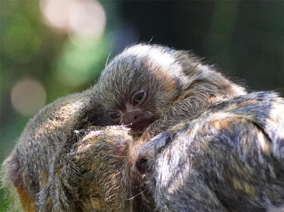 Jungtier im Tiergarten Kleve sorgt für Begeisterung bei Tierpflegern.