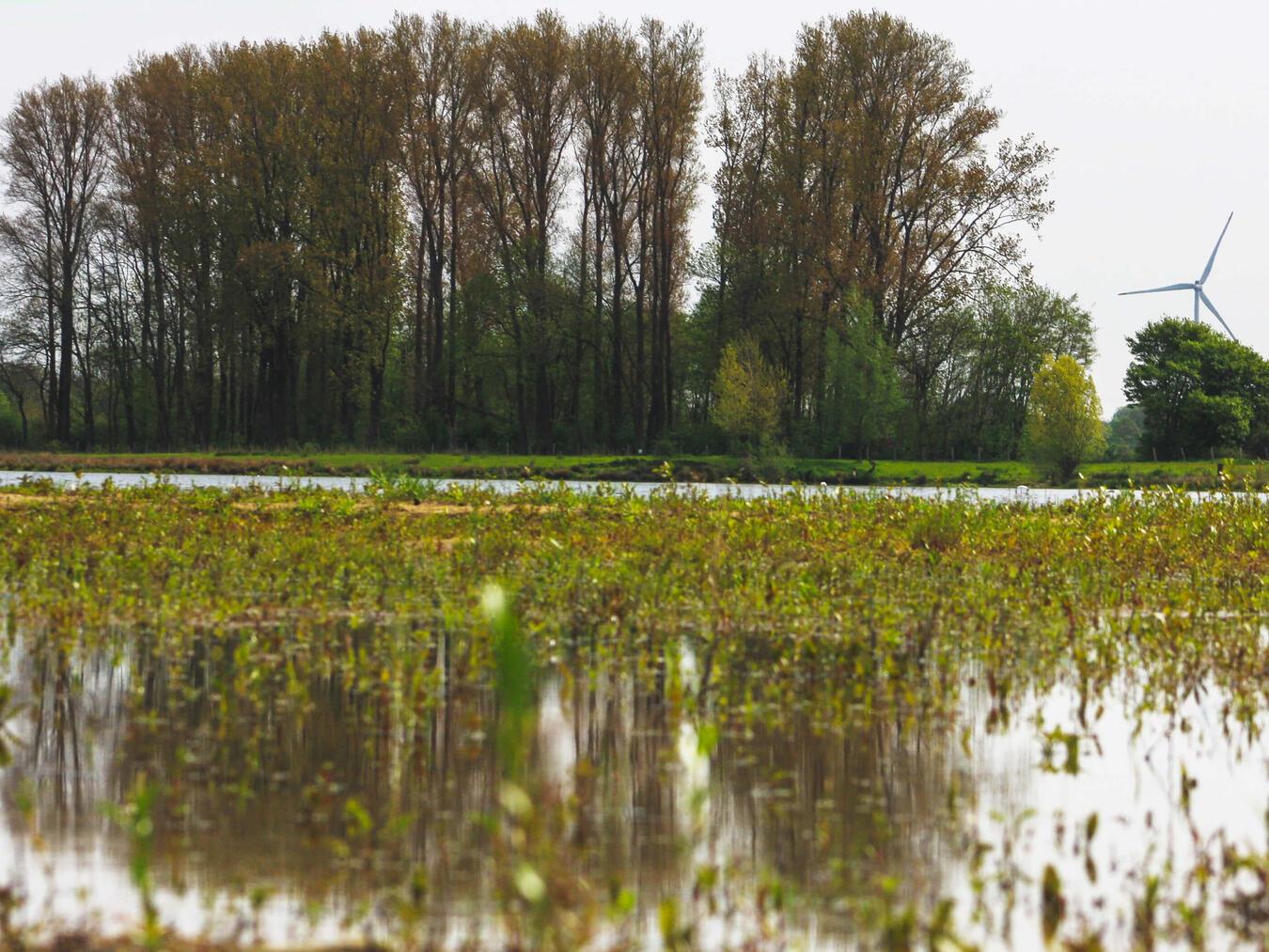 Das Kieswerk Reeser Bruch bietet laut Monitoring-Bericht des Naturschutzzentrums im Kreis Kleve einen Lebensraum für zahlreiche Arten. Foto: Holemans