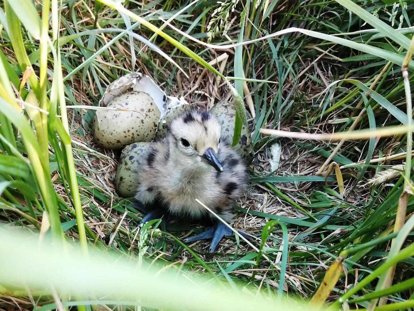 Zwölf Jahre für den Schutz der Wiesenvögel Das Küken eines Großen Brachvogels. Foto: Nabu-Naturschutzstation Niederrhein