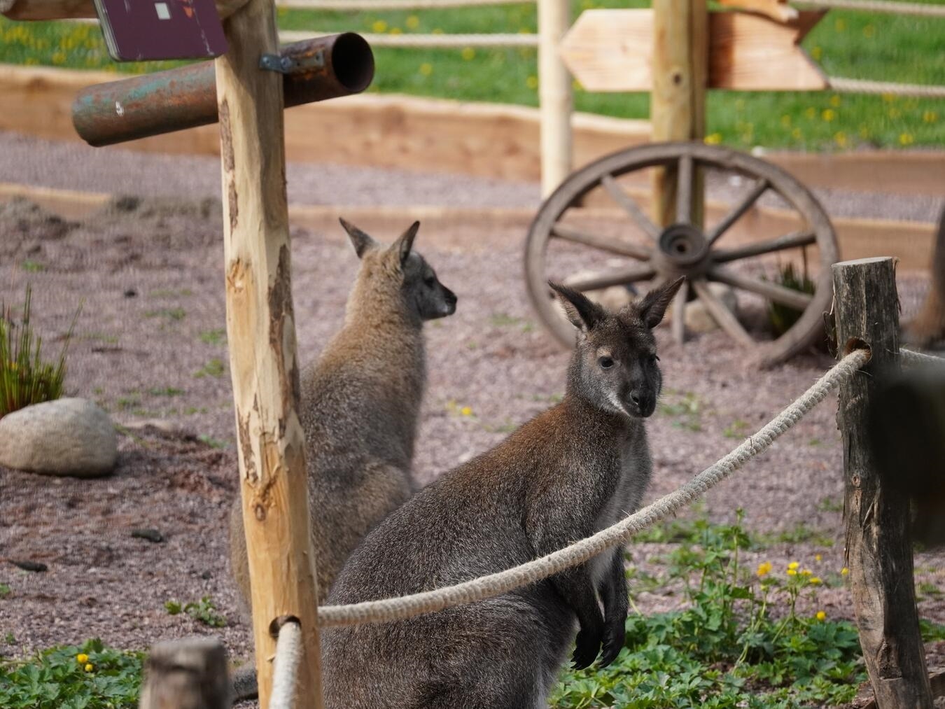 "Neues Outback im Tiergarten Kleve, täglich geöffnet, Wildtiere in naturnaher Umgebung"