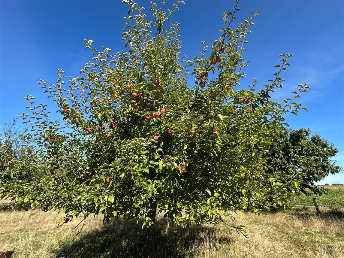 Das Obst kann an diesem Tag kostenfrei für den Eigenbedarf geerntet werden. Foto: privat
