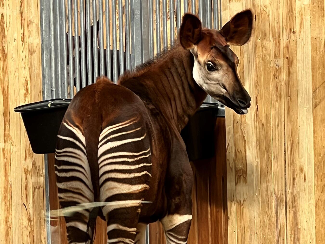 Bedrohte Tierarten finden in Ngyuwe ein Zuhause Das Okapi gehört zu den seltenen Tierarten in „Ngyuwe“. Diese stark bedrohte Tierart ist in den Niederlanden derzeit nur in drei Zoos zu sehen.