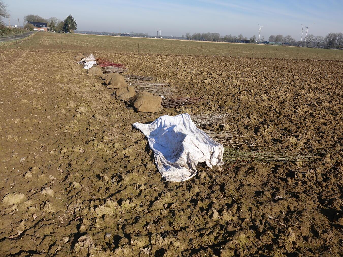 Das Pflanzgut. Foto: Alexandra Dukart