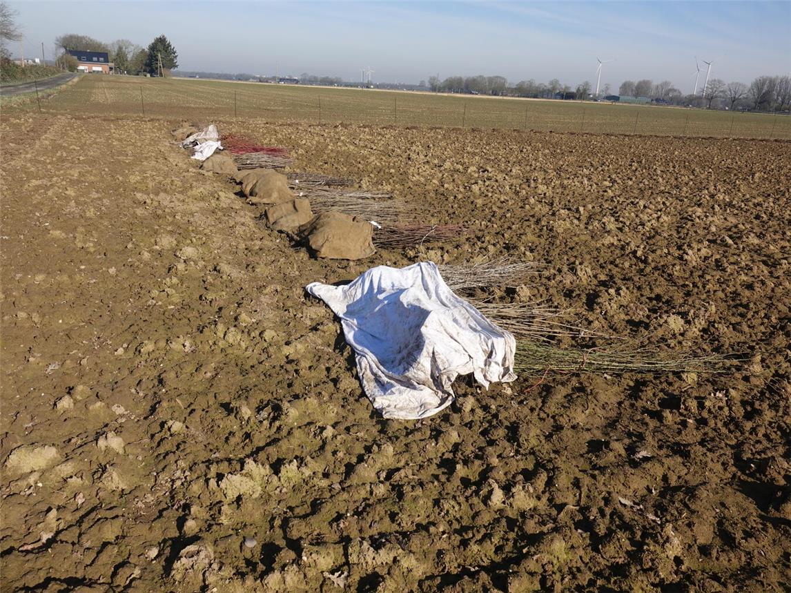 Das Pflanzgut. Foto: Alexandra Dukart