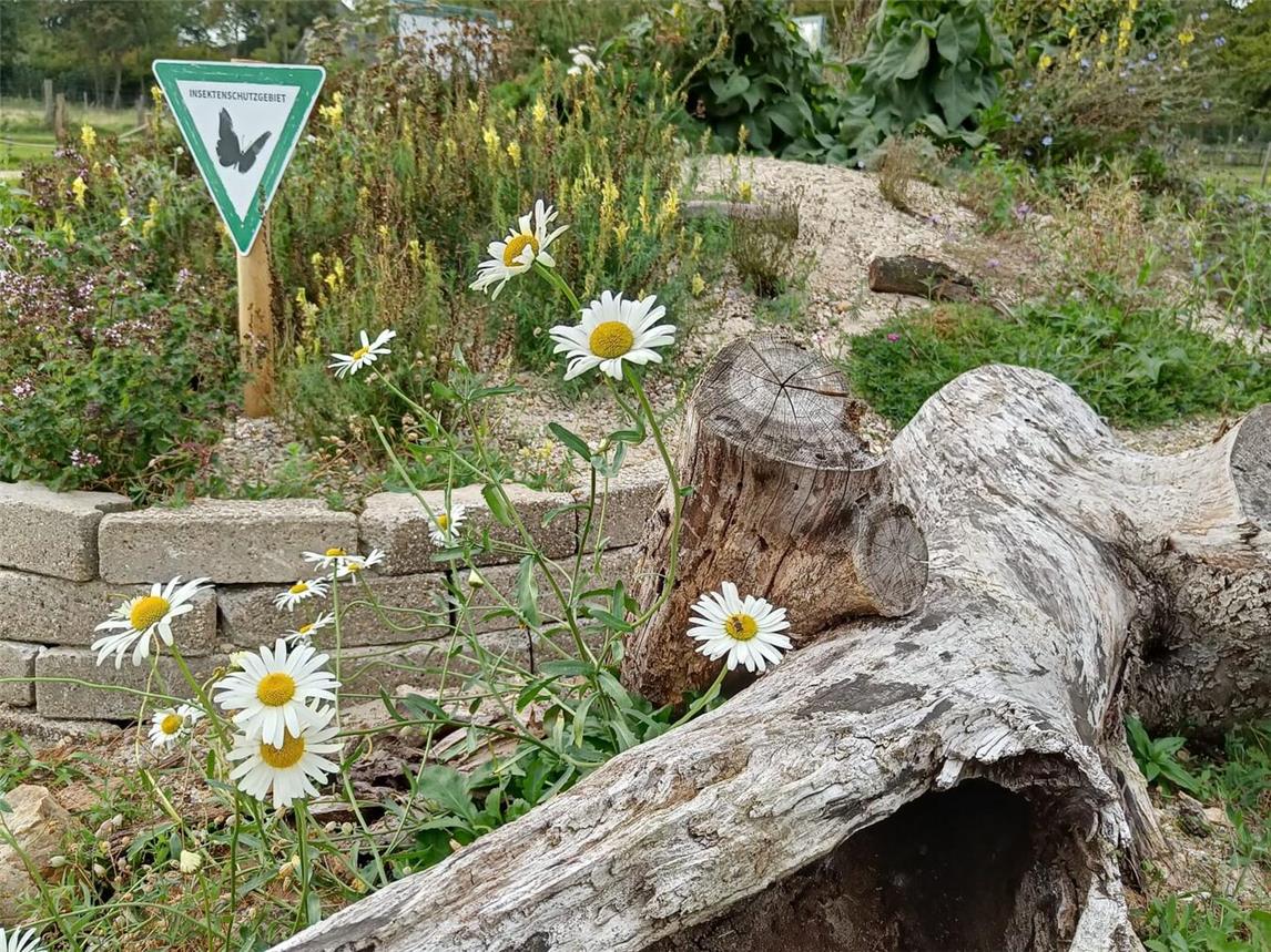 Das Projekt Insektenfreude mit regionalen Wildpflanzen lädt im Februar 2025 zu vier kostfreien Online-Seminaren für Anfänger und Profis ein. Foto: Nabu-Naturschutzstation Niederrhein / Sacha Sohn