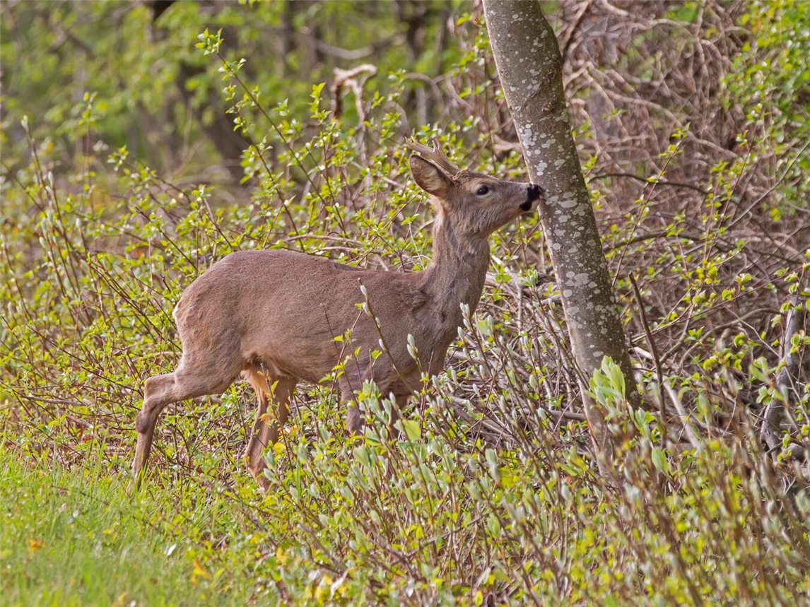 Reh in Hecke, Schutz vor Wetter und Feinden, Naturfotografie
