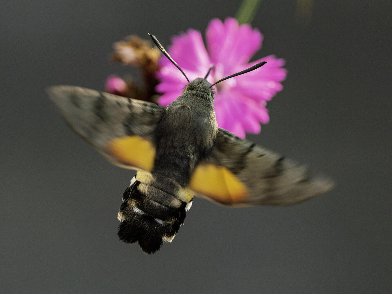 Das Taubenschwänzchen ist nicht nur ein faszinierender Anblick, sondern auch ein Sinnbild dafür, was möglich ist. Foto: Nabu/Otto de Zoete