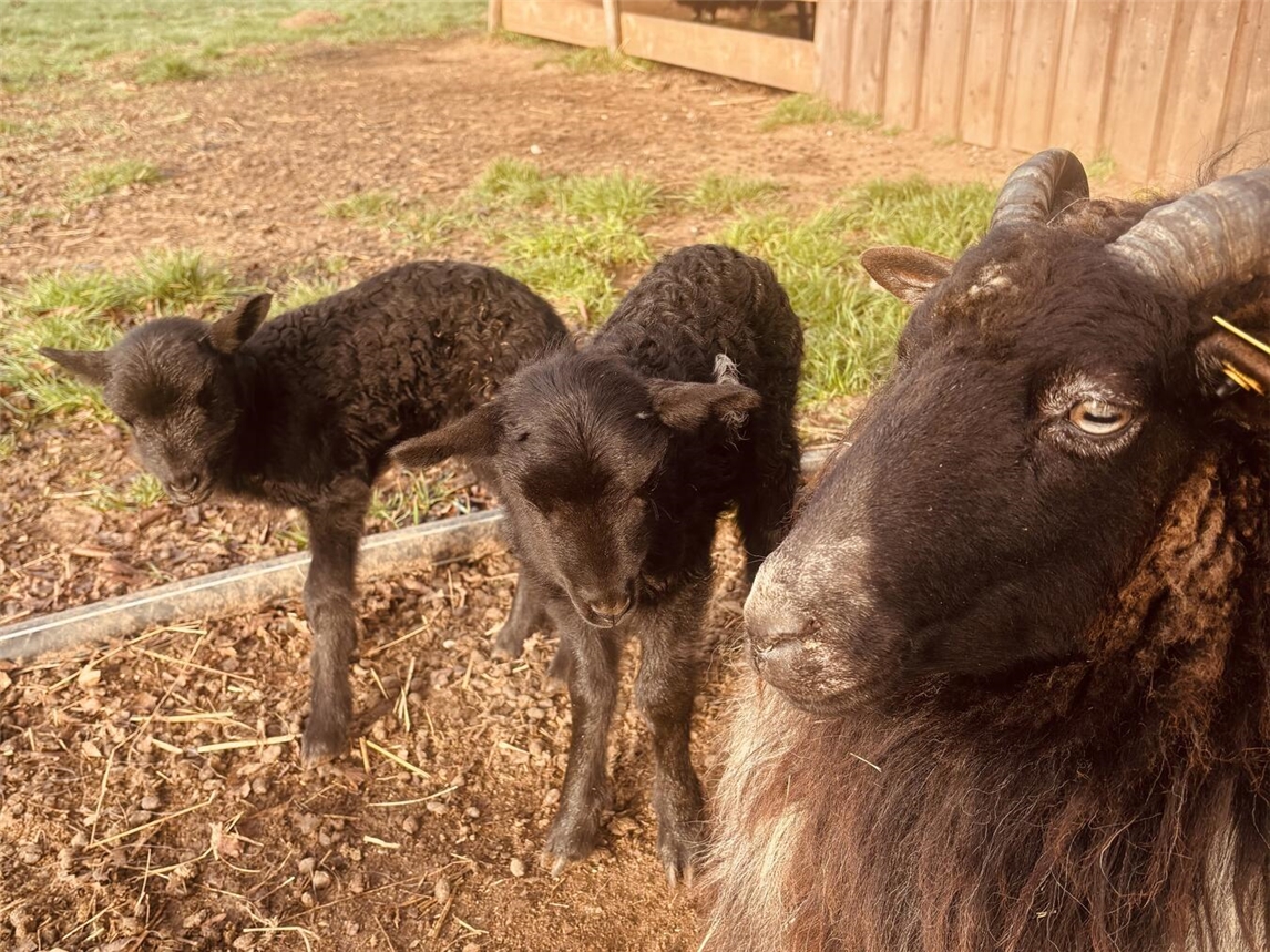 Das Tierparkfest in Weeze findet am 29. März statt. Foto: Ulrich Francken