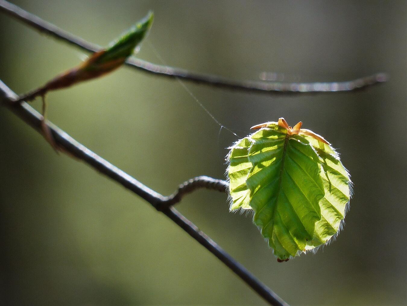 Den Frühling im Wald erleben mit dem Kneipp-Verein Gelderland. Foto: privat