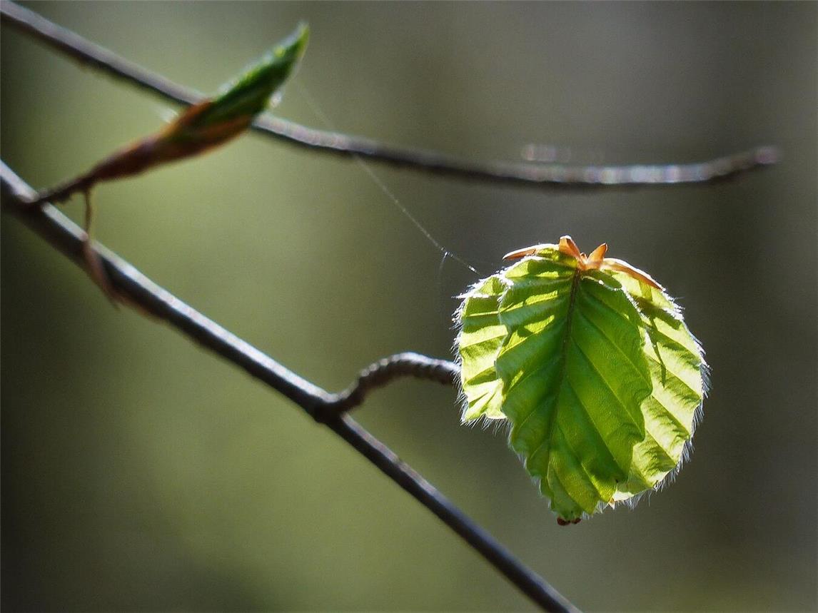 Den Frühling im Wald erleben mit dem Kneipp-Verein Gelderland. Foto: privat