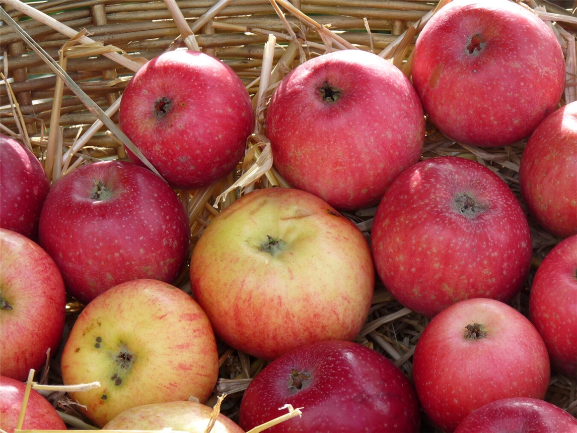 Der Apfel steht beim Streuobstwiesenfest in Alpen im Mittelpunkt. Foto: NABU