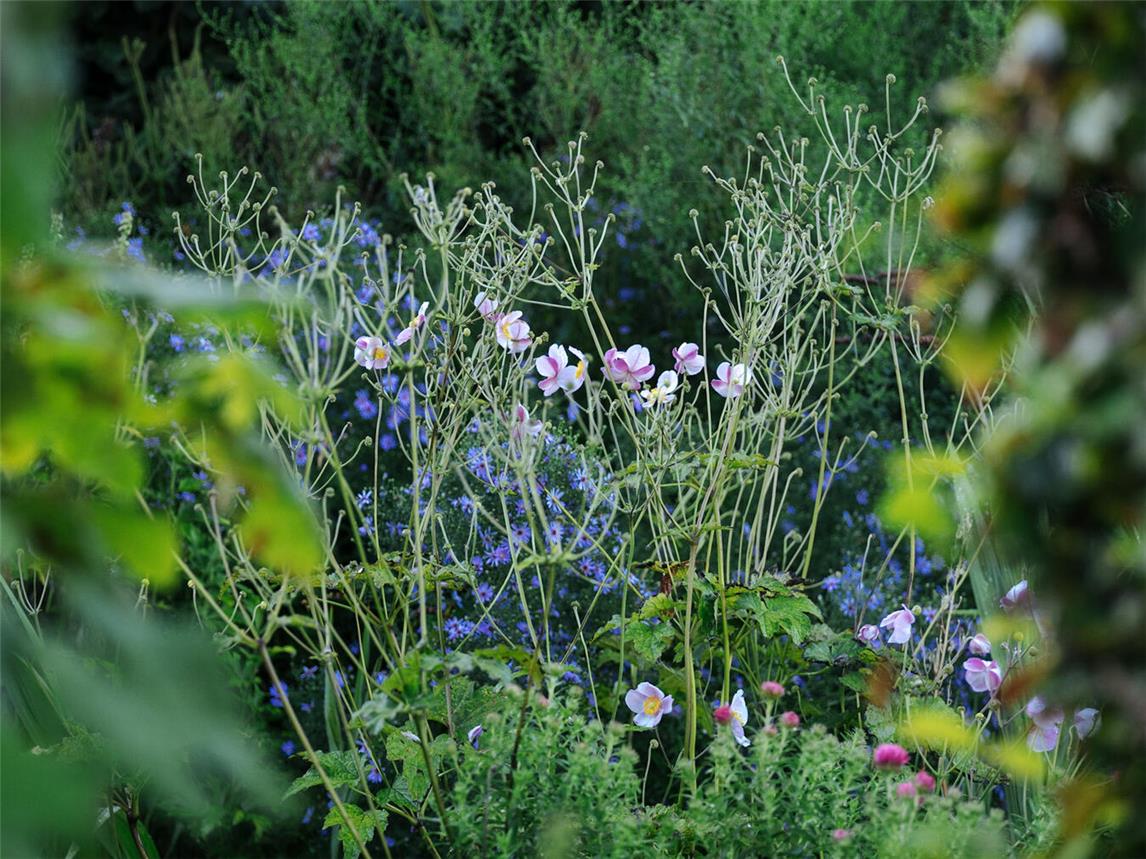 Der Bauerngarten Deymannshof in Rees kann nochmal besucht werden. Foto: Gisela Hünnekes