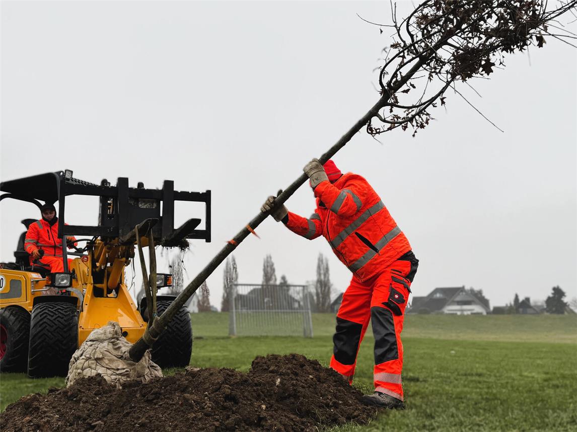 Der Bauhofbetrieb der Stadt Rees pflanzte neue Bäume am Rheinspielplatz am Deich und auf dem Friedhof am Westring. Foto: Stadt Rees