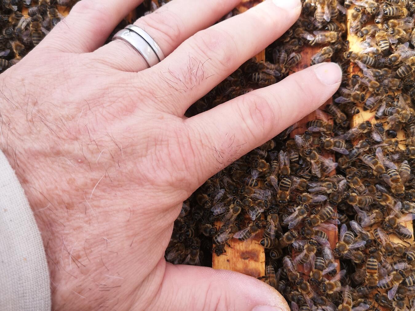 Der Eintritt ist wie immer frei. Der Imkerverein Pfalzdorf freut sich auf viele Besucher. Foto: Stefan Loth