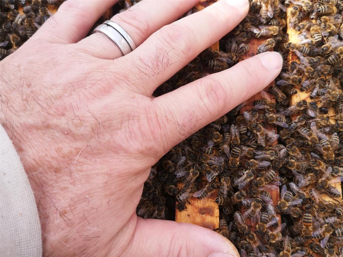 Der Eintritt ist wie immer frei. Der Imkerverein Pfalzdorf freut sich auf viele Besucher. Foto: Stefan Loth