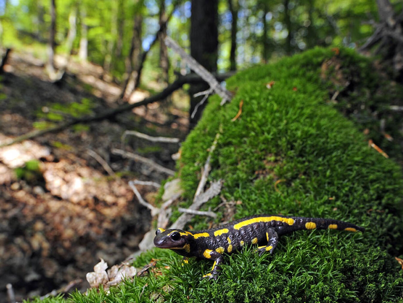 "Feuersalamander auf Waldboden, einheimisches Amphibium, Artenschutz, Foto: Citizen Conservation"