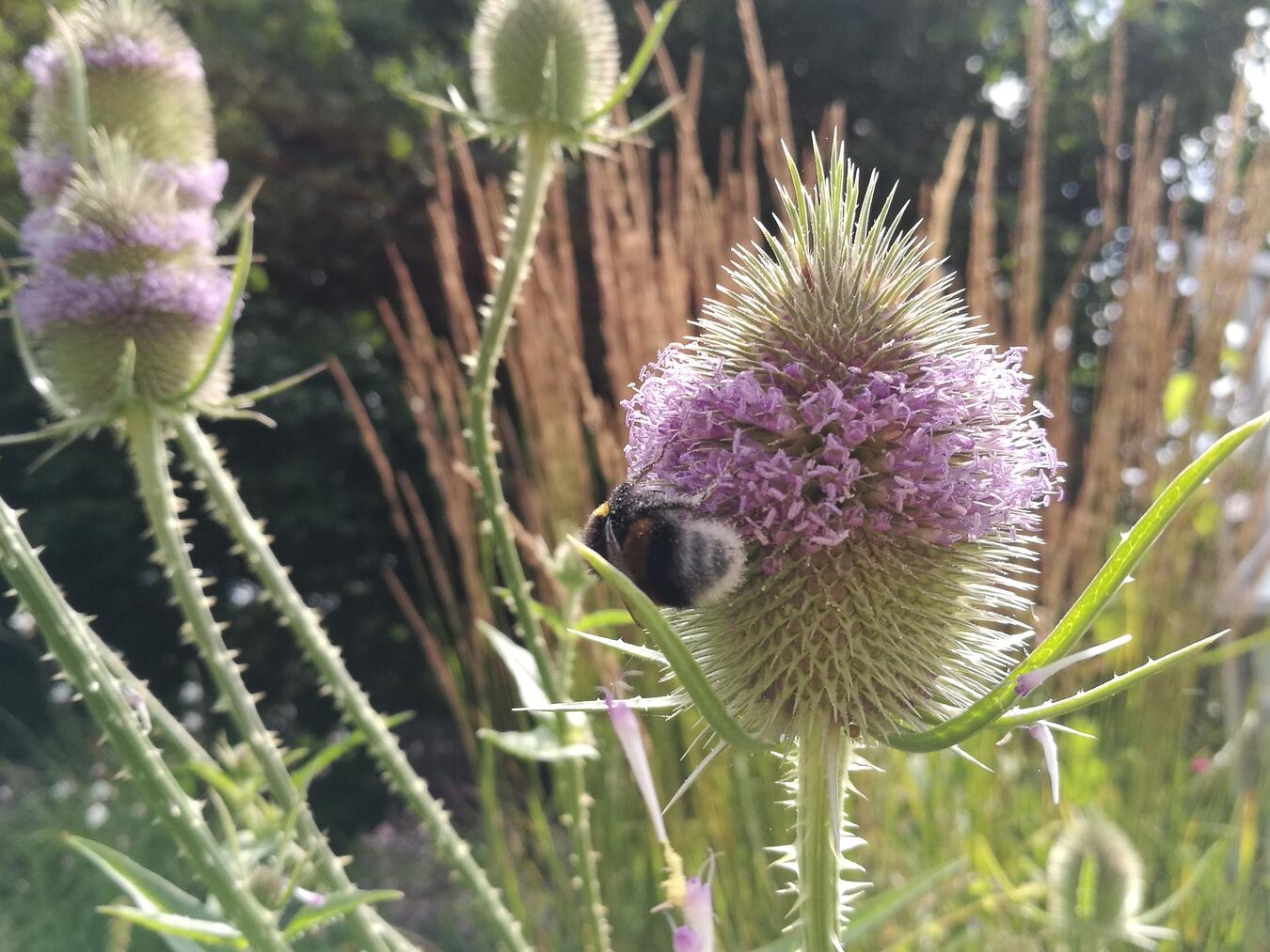 "gARTen Atelier Peters in Asperden, geöffnet am 27. September; Kunst im Freien, Foto von Nicole Peters"