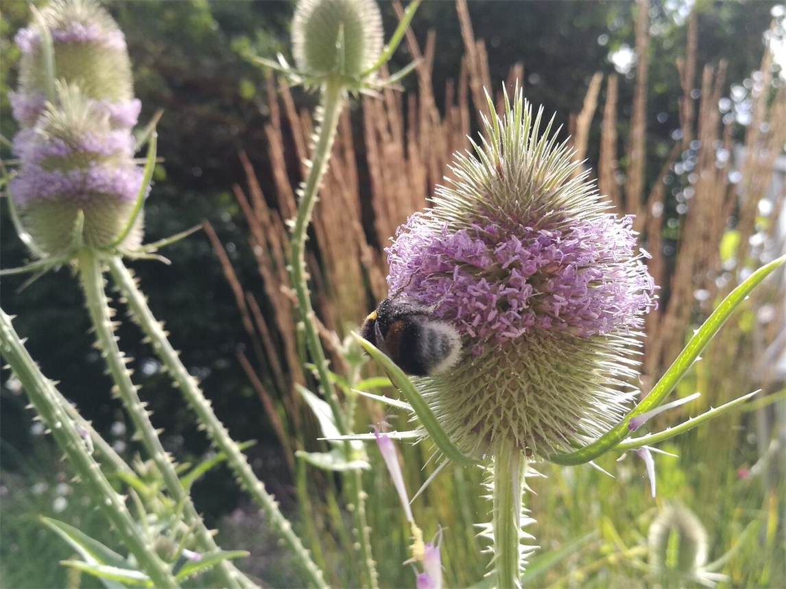 "gARTen Atelier Peters in Asperden, geöffnet am 27. September; Kunst im Freien, Foto von Nicole Peters"