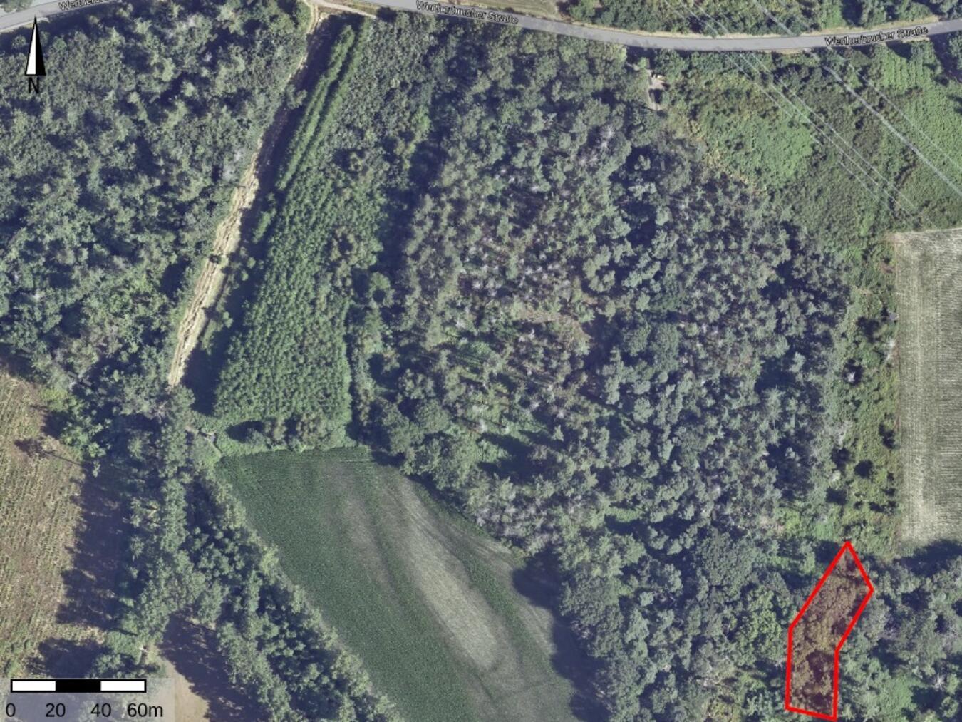 Der Gehölzeinschlag bei Haldern ist vor Baubeginn zur Trasse A-Nord notwendig. Grafik: Amprion