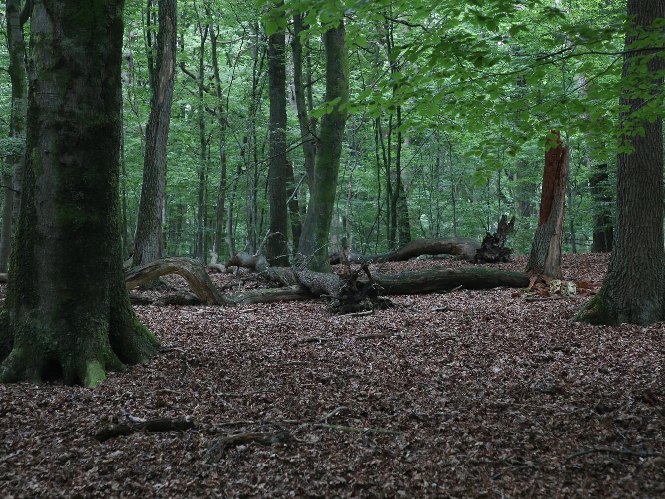 Der Geldenberg im Sommer. Foto: privat