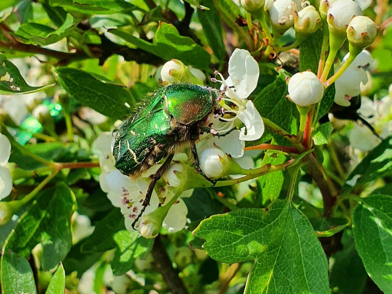 Der Gemeine Rosenkäfer frisst gern den Pollen des Weißdorns und hilft ganz nebenbei bei der Bestäubung. Foto: NZ Kleve