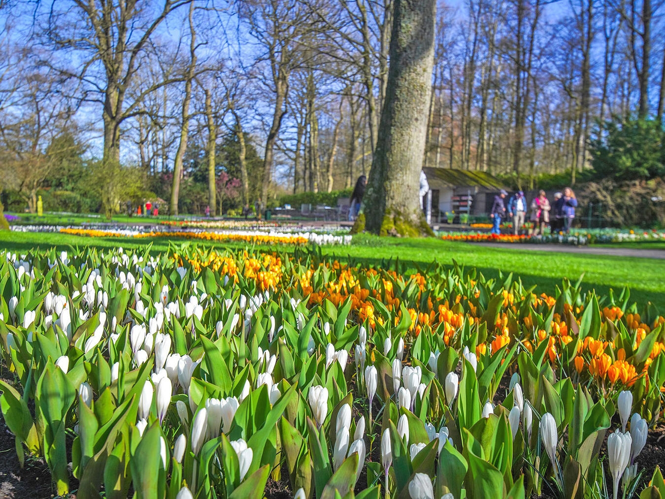 Blühende Tulpen im Keukenhof
