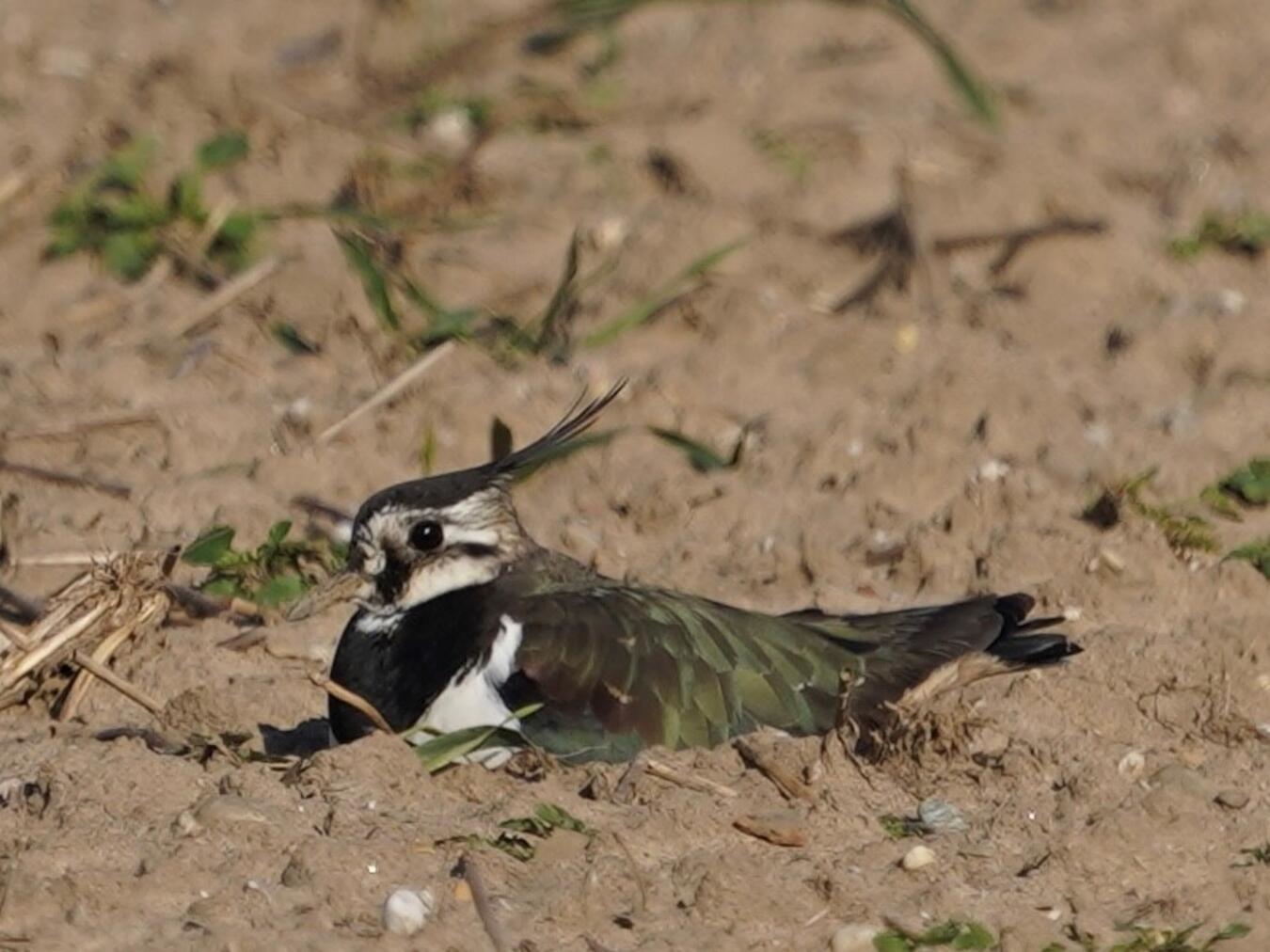 Der Kiebitz ist mittlerweile auch am Niederrhein selten geworden. Fotos (2): Christian Rübesam